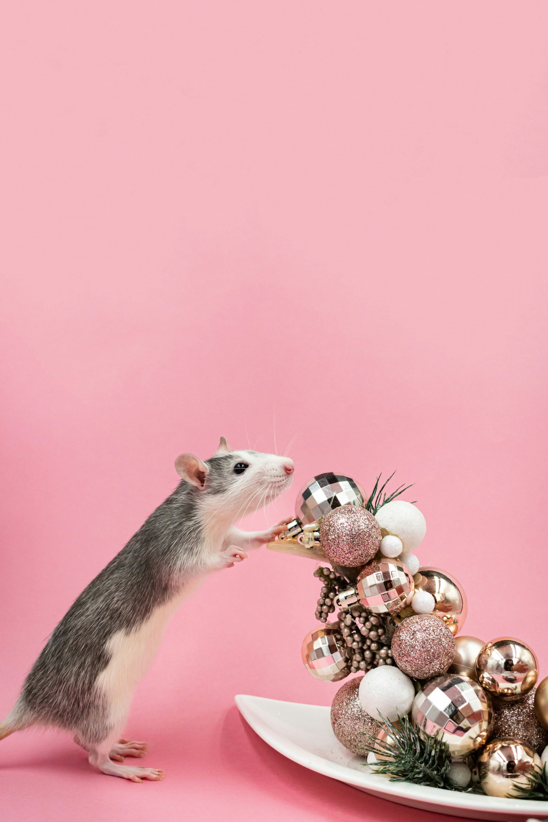 The Ultimate Guide to Choosing the Right Rat Trapping Machine for Your Home