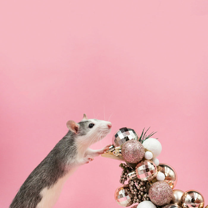 The Ultimate Guide to Choosing the Right Rat Trapping Machine for Your Home