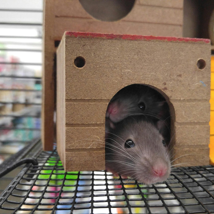 Common Rat Trapping Mistakes and How to Avoid Them